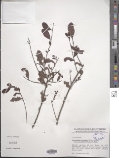 Agelanthus brunneus image