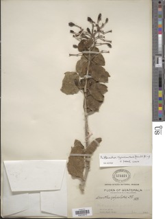 Psittacanthus rhynchanthus image