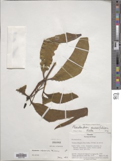 Phoradendron robaloense image