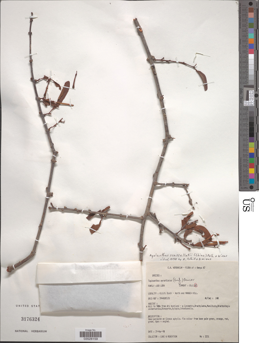 Agelanthus heteromorphus image