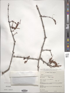 Image of Agelanthus heteromorphus