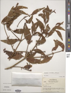 Image of Phoradendron nervosum
