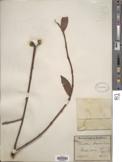 Plicosepalus acaciae image