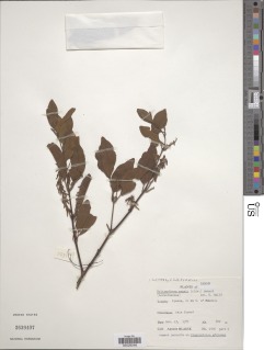 Image of Helixanthera mannii