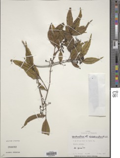 Image of Struthanthus dichotrianthus