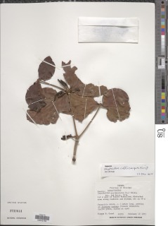 Oryctanthus callicarpus image