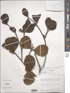 Image of Phoradendron planiphyllum