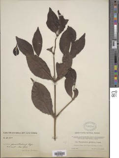 Image of Phoradendron piperoides