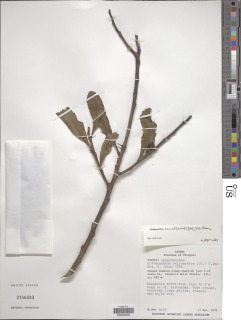 Psittacanthus ramiflorus image