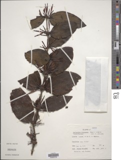Image of Agelanthus djurensis