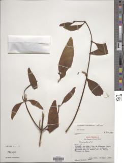 Phoradendron nervosum image