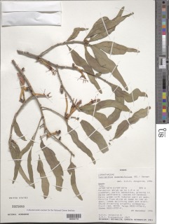 Agelanthus dodoneifolius image