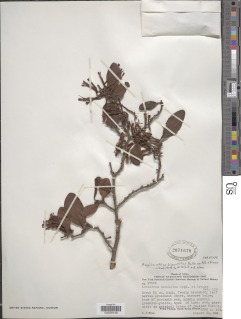 Agelanthus bipartitus image