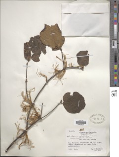 Erianthemum schelei image