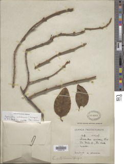 Image of Agelanthus entebbensis