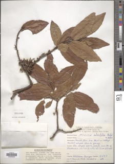 Morella salicifolia subsp. salicifolia image