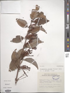 Phragmanthera capitata image