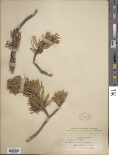 Arceuthobium americanum image