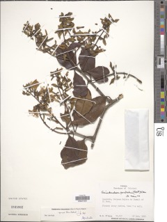 Gaiadendron punctatum image