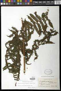 Megalastrum galeottii image