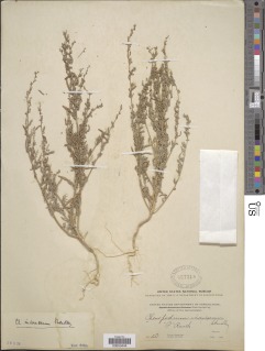 Image of Chenopodium inamoenum