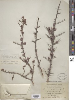 Image of Ximenia parviflora