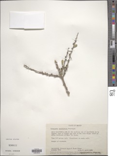 Image of Schoepfia californica