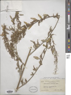 Image of Chenopodium betaceum