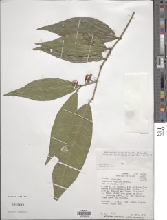 Heisteria costaricensis image