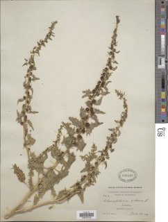 Chenopodium foliosum image