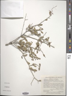 Schoepfia californica image