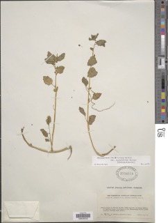 Chenopodium fasciculosum image