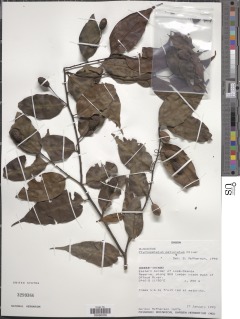 Ptychopetalum petiolatum image