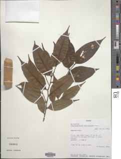 Image of Ptychopetalum petiolatum