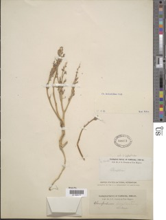 Chenopodium leptophyllum image