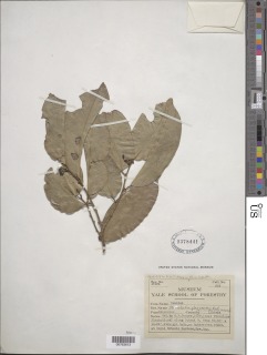 Strombosia pustulata image