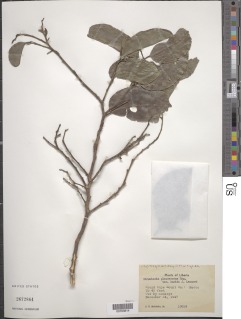 Strombosia pustulata var. lucida image