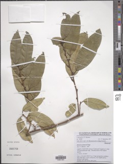 Image of Heisteria zimmereri