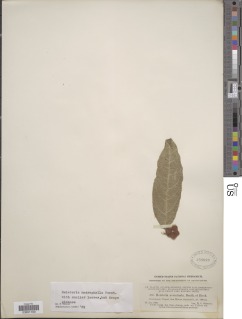 Image of Heisteria macrophylla