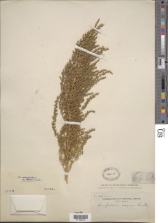 Dysphania chilensis image