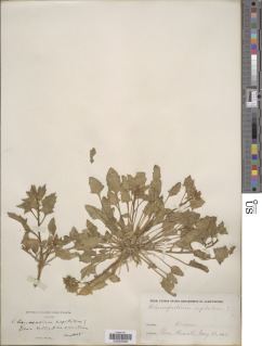 Image of Chenopodium capitatum