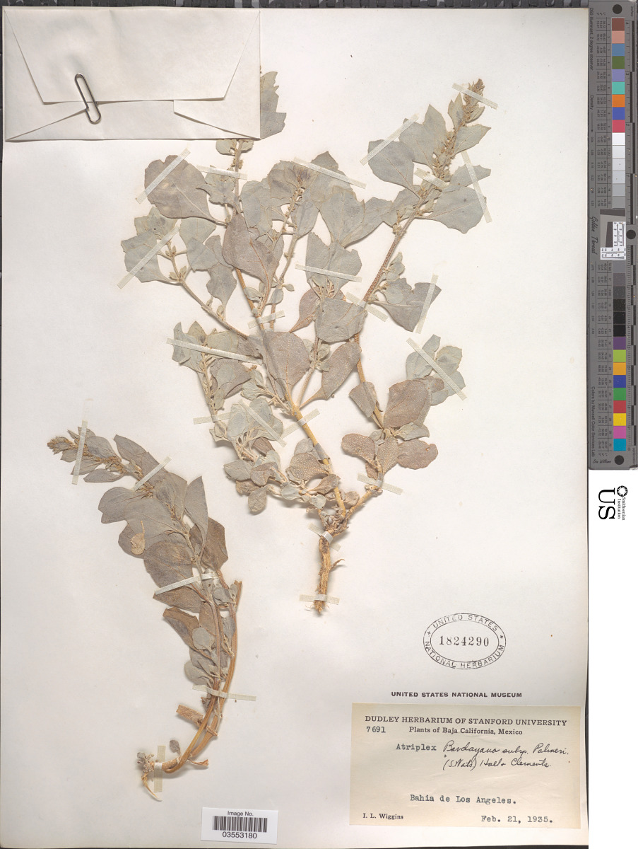 Atriplex barclayana subsp. palmeri image