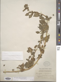 Chenopodium fasciculosum image