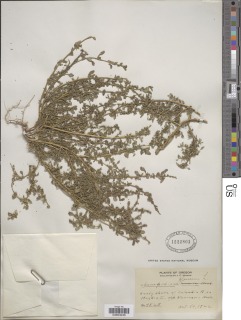 Image of Chenopodium glaucum