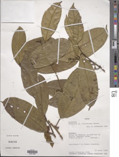 Image of Heisteria trillesiana