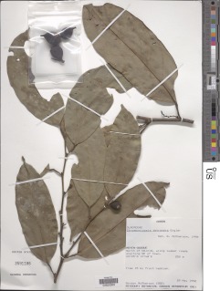 Strombosiopsis tetrandra image