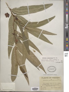 Heisteria costaricensis image
