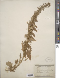 Image of Chenopodium foetidum