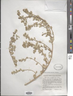 Atriplex leucophylla image