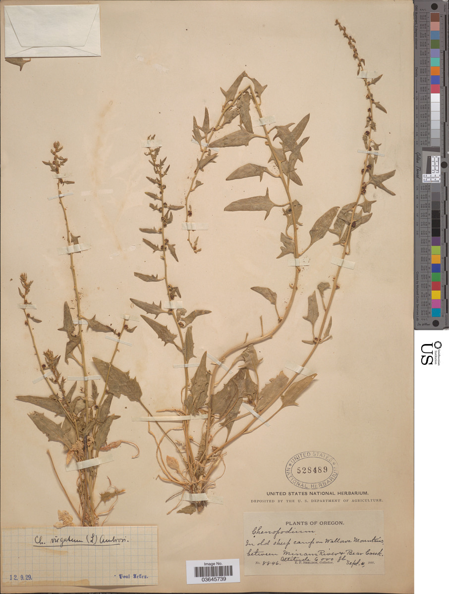 Chenopodium foliosum image